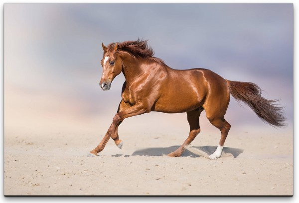 Pferd in einer Wüste Wandbild in verschiedenen Größen