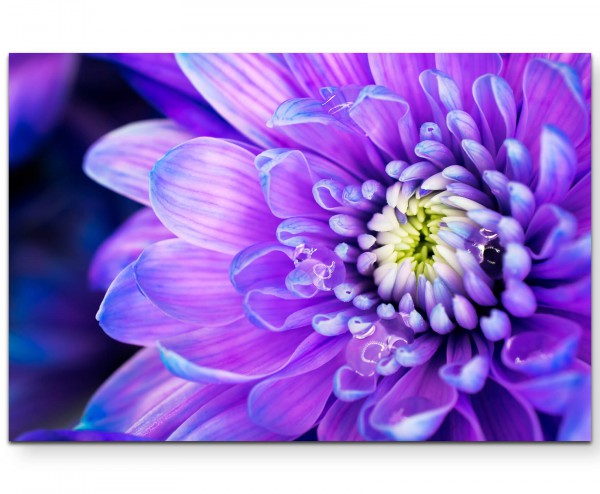Wunderschöne lila farbene Blüte - Leinwandbild