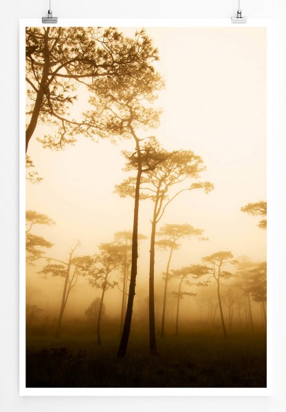 60x90cm Landschaftsfotografie Poster Pinienwald im Nebel Thailand
