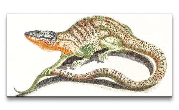 Remaster 120x60cm Johan Teyler Illustration Echse Reptil Vintage Kunstvoll