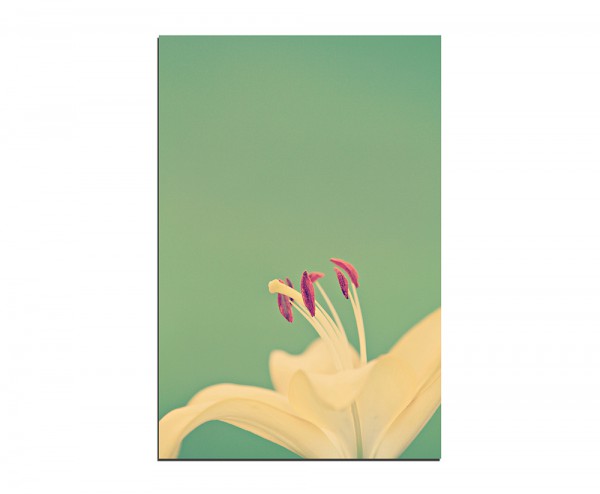 120x60cm Lilie Blüte Blume