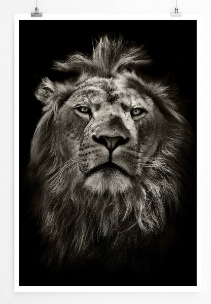 60x90cm Tierfotografie Poster Löwenporträt schwarz weiß