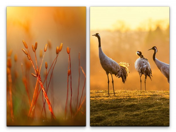 2 Bilder je 60x90cm Kraniche Natur Vögel Morgentau Sommer Sonnenaufgang Friedlich