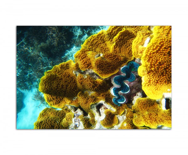 120x80cm Korallen Riff Unterwasser Ozean
