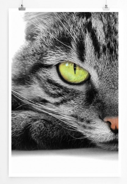 60x90cm Tierfotografie Poster Hauskatze mit grünen Augen Porträt