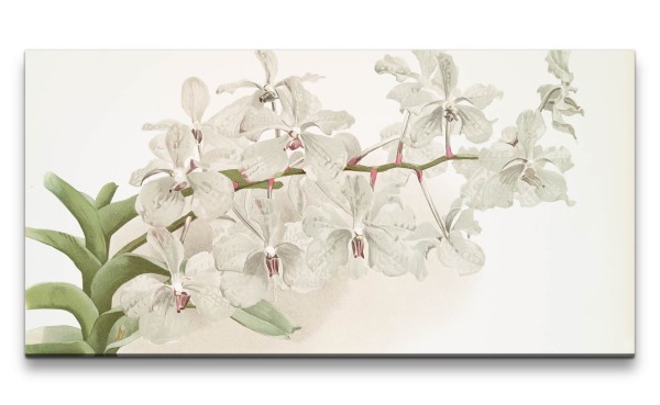 Remaster 120x60cm Wunderschöne Blume Blüte Vintage Illustration Dekorativ