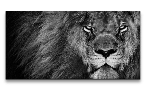Leinwandbild 120x60cm Löwe König der Tiere Tierfotografie Schwarz Weiß Kraftvoll