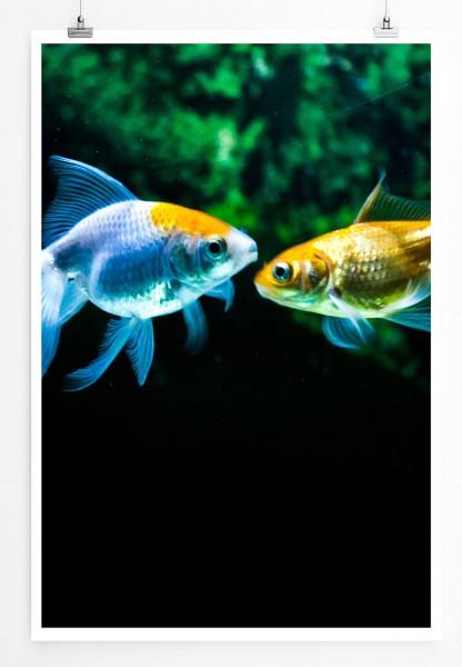 60x90cm Poster Tierfotografie  Zwei verschiedenfarbige Goldfische