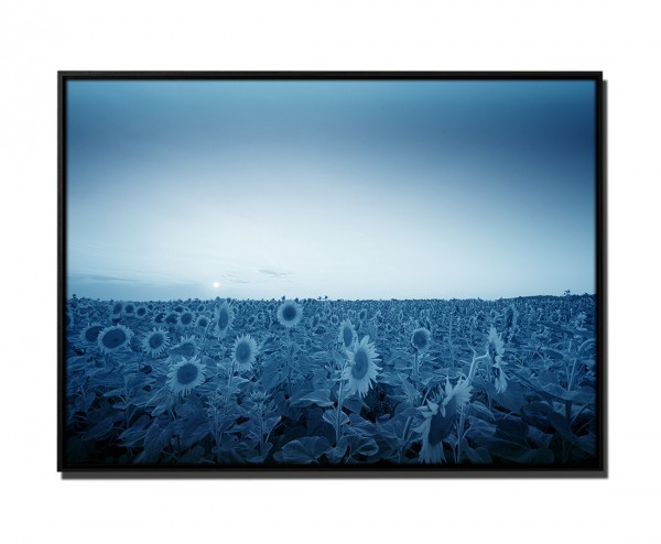 105x75cm Leinwandbild Petrol Sonnenblumen Feld abends