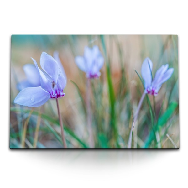 120x80cm Wandbild auf Leinwand Blaue Feldblumen Wildblumen Blumen Natur Frühling