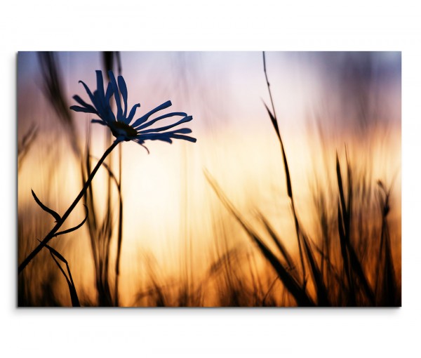120x80cm Wandbild Feld Kornblume Sommer Sonnenuntergang