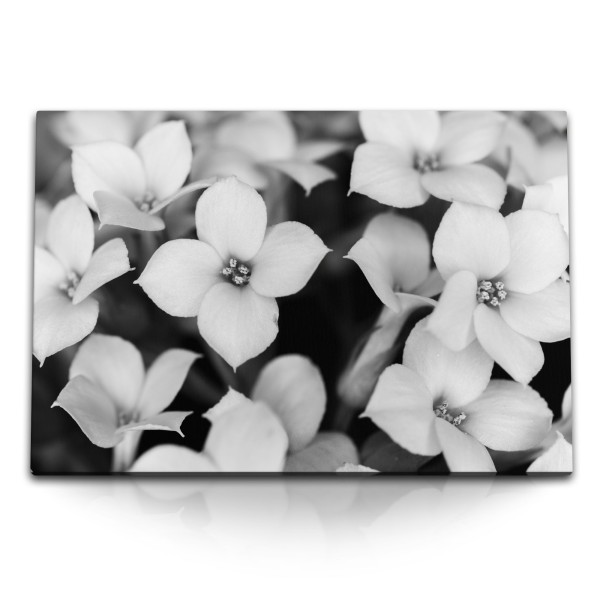 120x80cm Wandbild auf Leinwand Schwarz Weiß Fotografie Blumen weiße Blüten