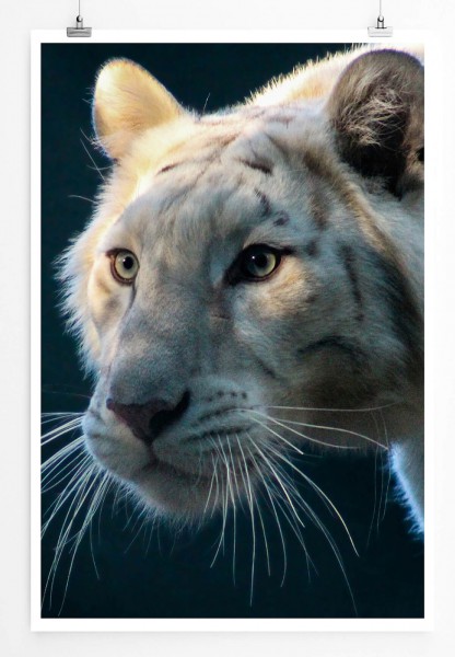 Tierfotografie 60x90cm Poster Wunderschöner weißer Tiger