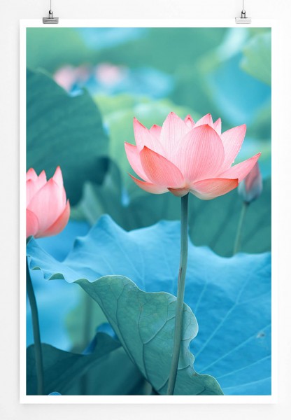 60x90cm Poster Naturfotografie  Blühende Lotusblumen