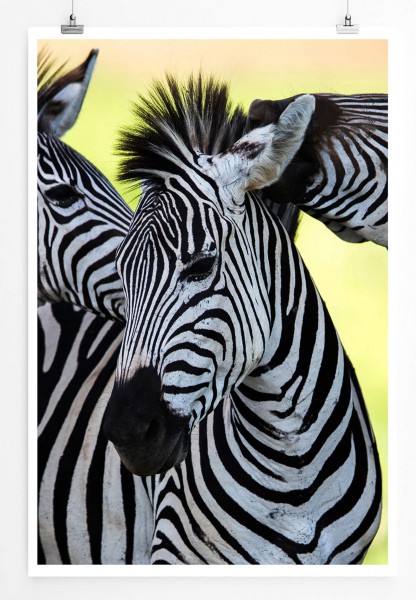 60x90cm Tierfotografie Poster Drei zusammenstehende Zebras