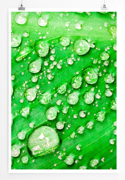 Naturfotografie  Grünes Blatt mit Wassertropfen 60x90cm Poster