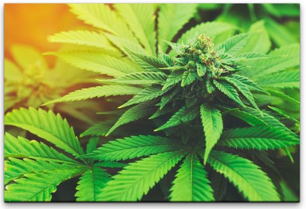 Marihuana Pflanze Wandbild in verschiedenen Größen