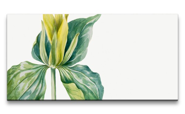 Remaster 120x60cm Botanische Vintage Illustration Trillium schöne Pflanze Dekorativ