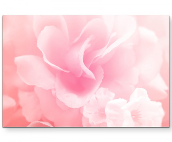Zarte Rose in Pastelltönen - Leinwandbild