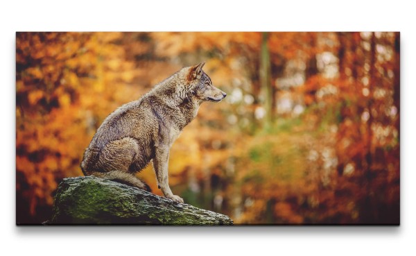 Leinwandbild 120x60cm Einsamer Wolf Wald Natur schönes Tier Raubtier Herbst