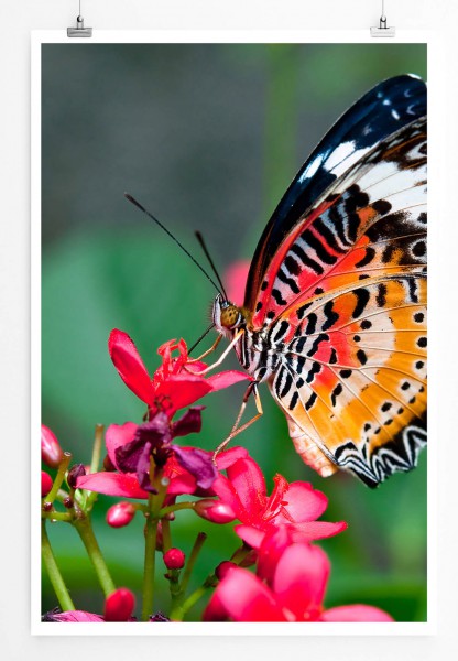 60x90cm Tierfotografie Poster Farbenfroher Schmetterling