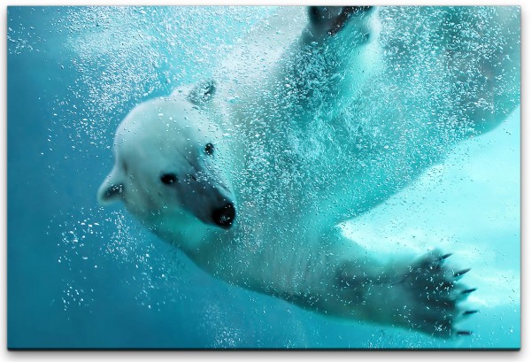 schwimmender Eisbär Wandbild in verschiedenen Größen