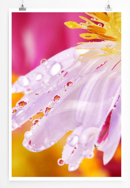 60x90cm Naturfotografie Poster Rosa Blütenblätter mit Tautropfen