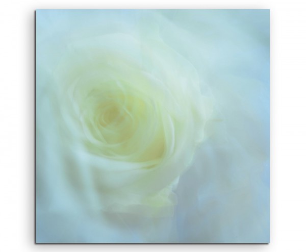 Naturfotografie – Weiße Rose auf Leinwand