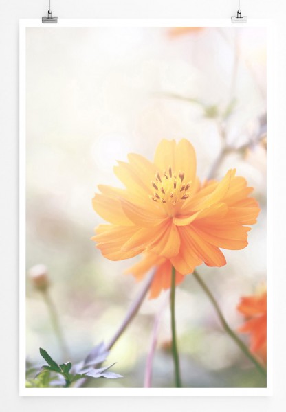 60x90cm Naturfotografie Poster Orange Frühlingsblumen