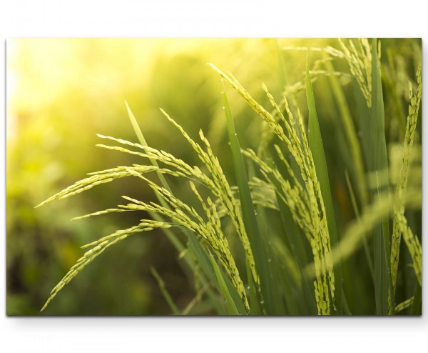 Reispflanze - Leinwandbild