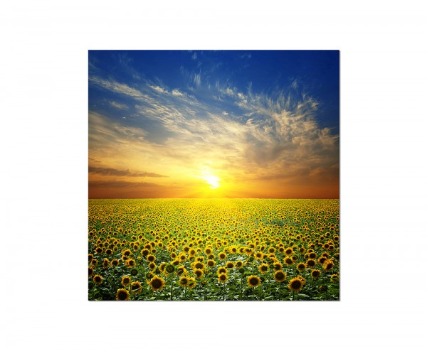 80x80cm Sommerlandschaft Sonnenblumen Sonne
