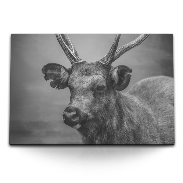 120x80cm Wandbild auf Leinwand Schwarz Weiß Tierfotografie Hirsch Hirschgeweih