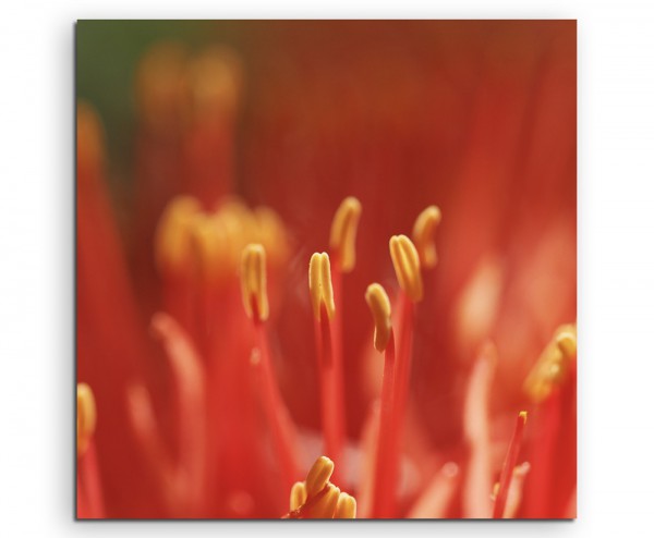 Künstlerische Fotografie – Rote Blumen mit Pollen auf Leinwand