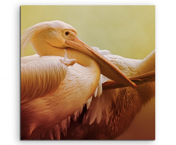 Tierfotografie  Portrait zweier Pelikane auf Leinwand exklusives Wandbild moderne Fotografie für ih