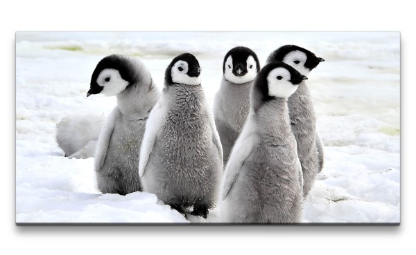 Leinwandbild 120x60cm Kleine Pinguine Flauschig Babypinguine Eis Schnee