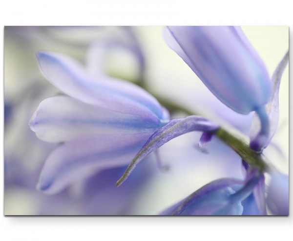 Hellblau-violette Blüte, soft - Leinwandbild