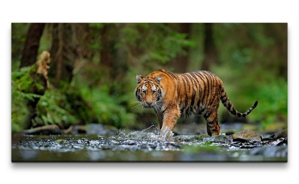 Leinwandbild 120x60cm Tiger Raubkatze schönes Tier Großkatze Kraftvoll Bach Dschungel