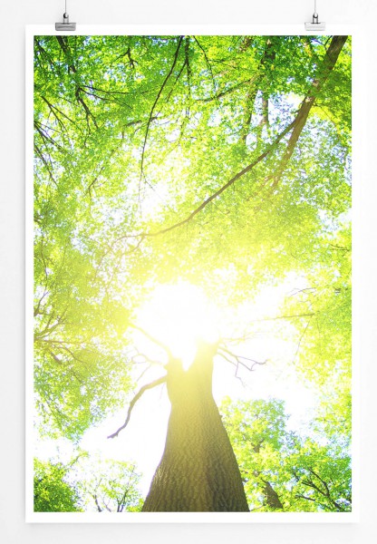 Naturfotografie 60x90cm Poster Grüner Wald an einem sonnigen Tag