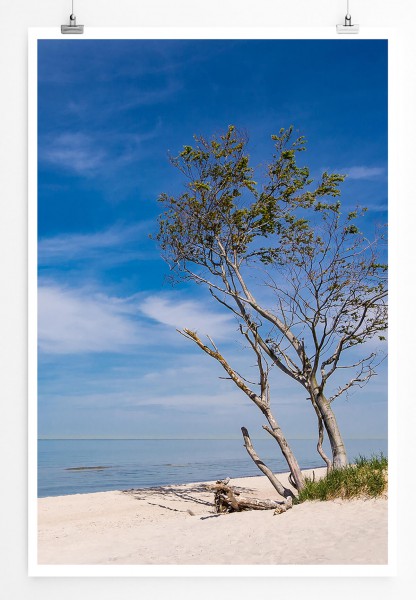 Landschaftsfotografie  Baum am Baltischen Meer 60x90cm Poster