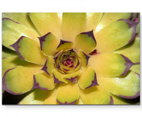 Naturfotografie  Kaktus von oben - Leinwandbild