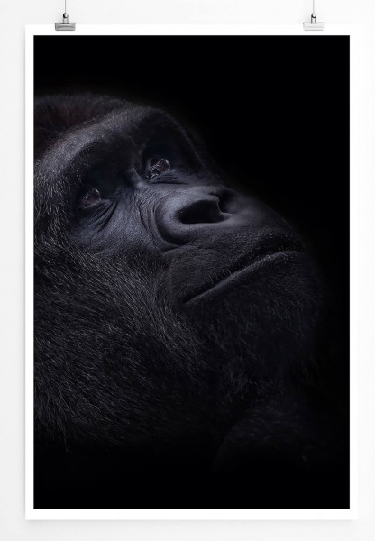 Tierfotografie  Gorilla Porträt mit schwarzem Hintergrund 60x90cm Poster