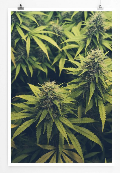60x90cm Poster Naturfotografie  Cannabis Plantage 