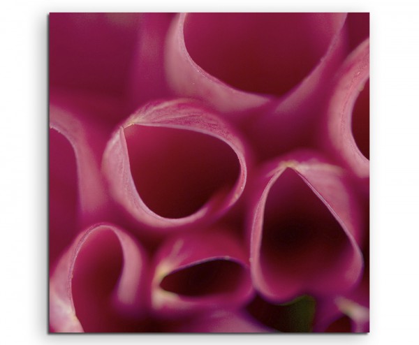 Naturfotografie  Pinke runde Blütenblätter auf Leinwand exklusives Wandbild moderne Fotografie für 