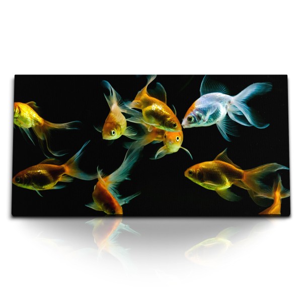 Kunstdruck Bilder 120x60cm Goldfische Aquarienfische schwarzer Hintergrund