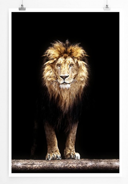 Tierfotografie  Löwe in der Dunkelheit 60x90cm Poster