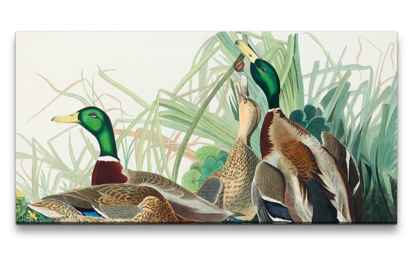 Remaster 120x60cm Kunstvolle Vintage Illustration von Vögel Exotisch Schön Natur Dekorativ Enten