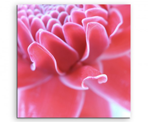 Wandbild Naturfotografie Makroaufnahme einer roten Blüte auf Leinwand 