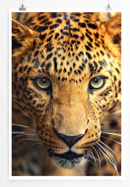 60x90cm Tierfotografie Poster Porträt eines Leopards