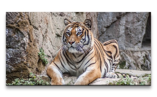 Leinwandbild 120x60cm Tiger Raubkatze schönes Tier Großkatze Kraftvoll