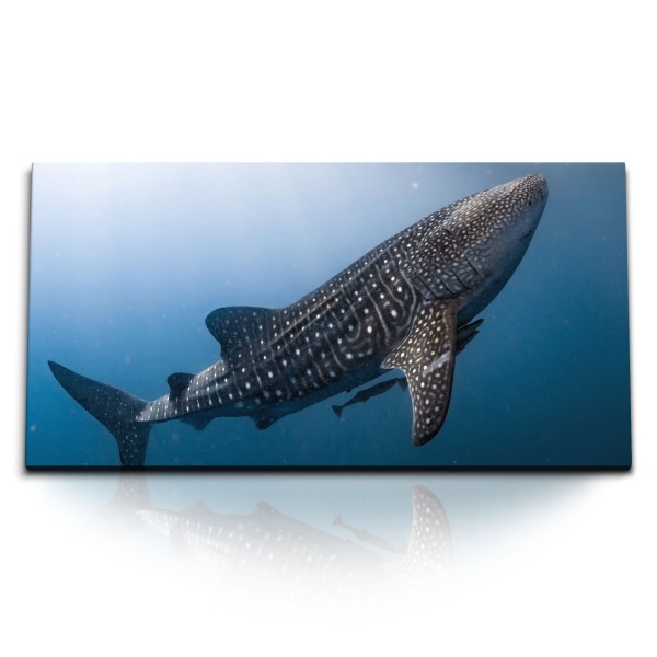Kunstdruck Bilder 120x60cm Walhai Ozean Blau Fisch unter Wasser
